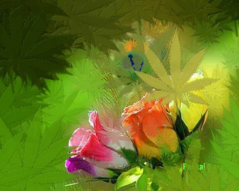 remember that cannabis flowers are like roses... roses come in many colors and the right color given to the right person can open many doors... cannabis flowers come with many different effects and the right flower given to the right person with the right illness that flower is good at treating can ease much suffering. — https://www.facebook.com/photo.php?fbid=530336420319705&set=o.154533251224064&type=3&src=https%3A%2F%2Ffbcdn-sphotos-g-a.akamaihd.net%2Fhphotos-ak-prn1%2F525999_530336420319705_1779578205_n.jpg&size=480%2C384